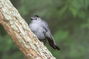 Bird Zoo Perch