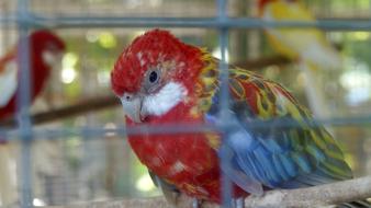 a beautiful parrot is sitting in a cage