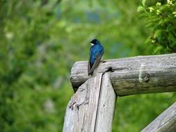 Tree Swallow