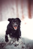 Dog Retriwer Snow