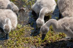 Swan Waterfowl Cub