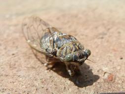 Cicada I Cicádido Crayfish Summer