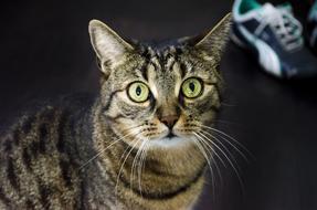 Cat Cat'S Eyes Domestic