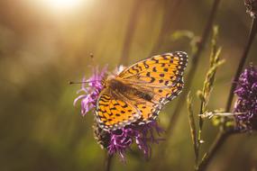 Butterfly Orange