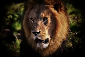Lion Predator Dangerous