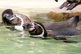 Penguins Zoo Bird