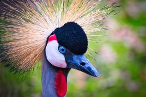 Grey Crowned Crane Bird