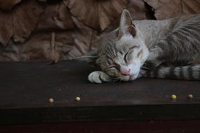 Cat Kitty Hairy