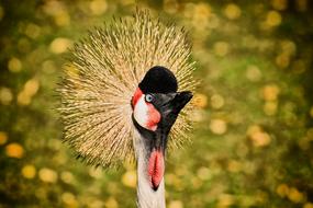 Grey Crowned Crane Baleurica