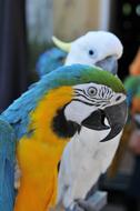 Ara Ararauna Parrot