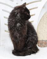 black furry cat