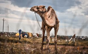 Camel India