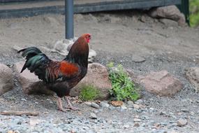 Cock Bird Poultry