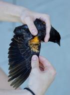 Bird Wing Blackbird