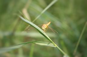 Dragonfly Insect Anisoptera