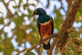 Africa Bird Star