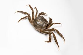 Crabs China Autumn