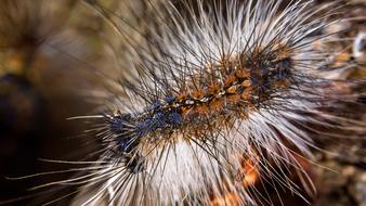 Caterpillar Gypsy Macro