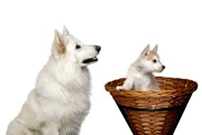 Dog Pet Isolated Animals Puppy