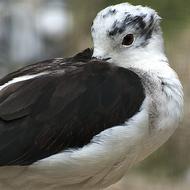 Seagull Bird Plumage