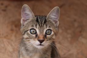 Cat Animal Domestic Baby