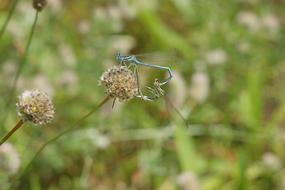 dragonfly flower green meadow