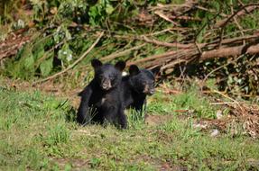 Black Bear Cubs