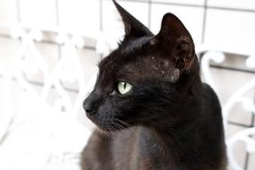 Gata Feline Negra cat