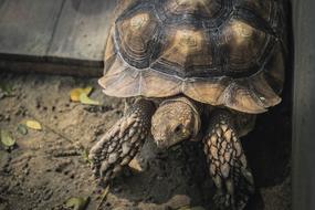 Animal Nature turtle