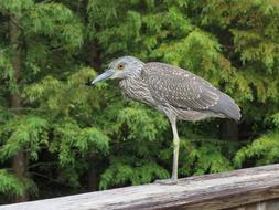 Heron Yellow Crowned
