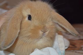 Animal Tenderness Animals