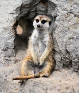 Meerkat Animal Beast