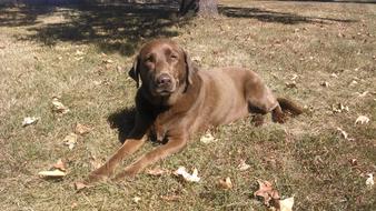 Chocolate Lab Brown Labrador