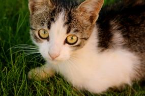 Cat Eye Green Eyes