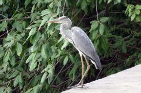 a beautiful bird by the foliage