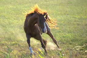 Horse Texel Pasture