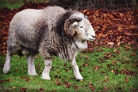Ram Sheep Animal