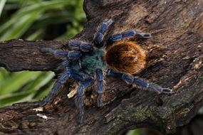 Chromatopelma Cyaneopubescens
