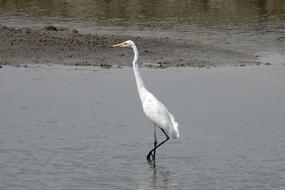 Great Egret Ardea Alba Large