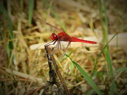 Dragonfly Red Insect