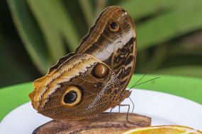 Butterfly Cocoon Wildlife