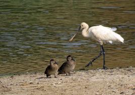 Eurasian Spoonbill Common