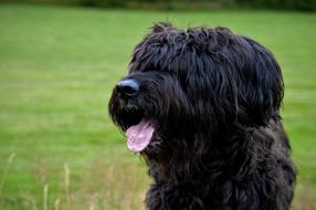 black Dog Briard