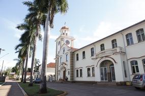 palm trees white building view