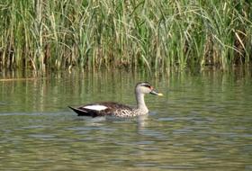 Duck Bird Waterfowl