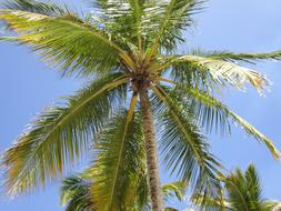 Palm Tree Blue Beach