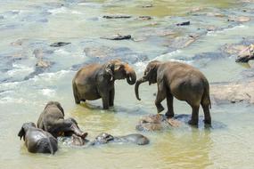 Sri Lankan Elephant Asian