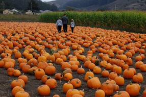 garden pumpkin harvest
