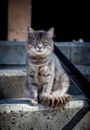 Cat Animals Pet