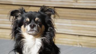 Chihuahua Long Hair Dog